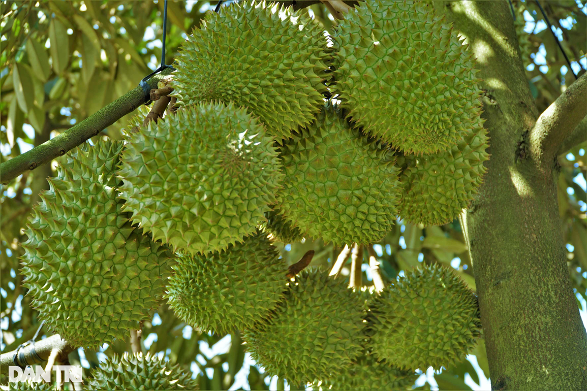 9X xinh như hotgirl trồng sầu riêng sạch cho khách tham quan thu tiền tỷ - 2 9X xinh như hotgirl trồng sầu riêng sạch cho khách tham quan thu tiền tỷ - 2