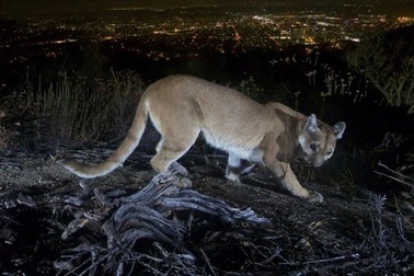 Mỹ: Bà mẹ tay không chiến đấu với sư tử để cứu con trai 5 tuổi