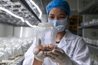 Kỹ sư biến nhộng tằm thành dược liệu “nửa cây nửa con” bán 80 triệu đồng/kg