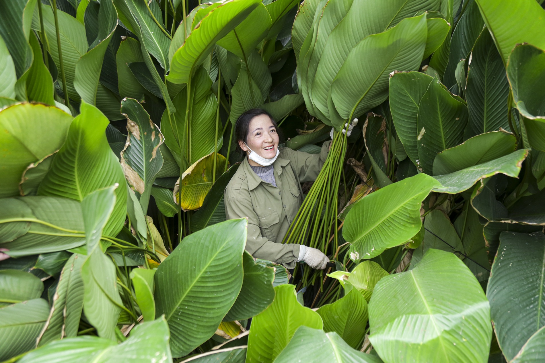 Người dân làng Tràng Cát tất bật thu hoạch lá dong vụ Tết