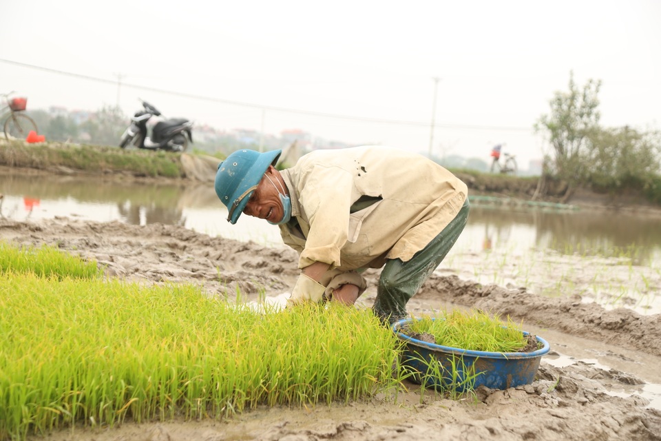 Hà Nội: Mồng 4 Tết, người cấy thuê kiếm 300.000 đồng/ngày - 7 Hà Nội: Mồng 4 Tết, người cấy thuê kiếm 300.000 đồng/ngày - 7