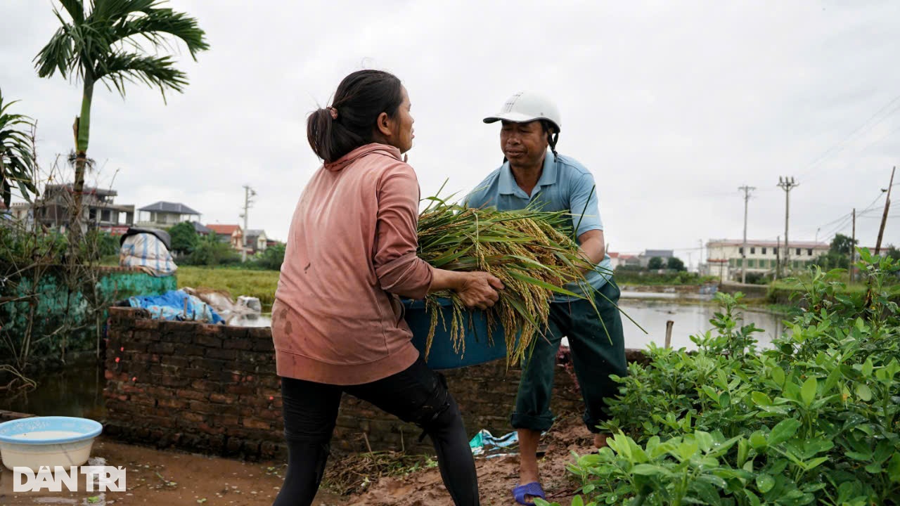 View - Người dân Hà Nội "mót" từng cọng lúa chìm trong nước, nhiều nhà mất trắng | Báo Dân trí