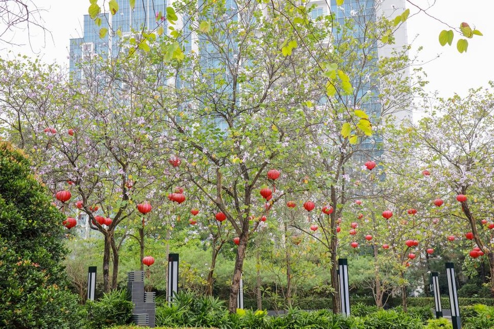 Ấn tượng sắc xuân tại Ciputra Hanoi - 5 Ấn tượng sắc xuân tại Ciputra Hanoi - 5
