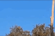 Ukraine công bố video bắn hạ UAV nghi do Iran chế tạo