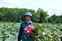 Thanh Hoá: Biến vùng đất chết thành đầm sen, nông dân thu tiền tỷ