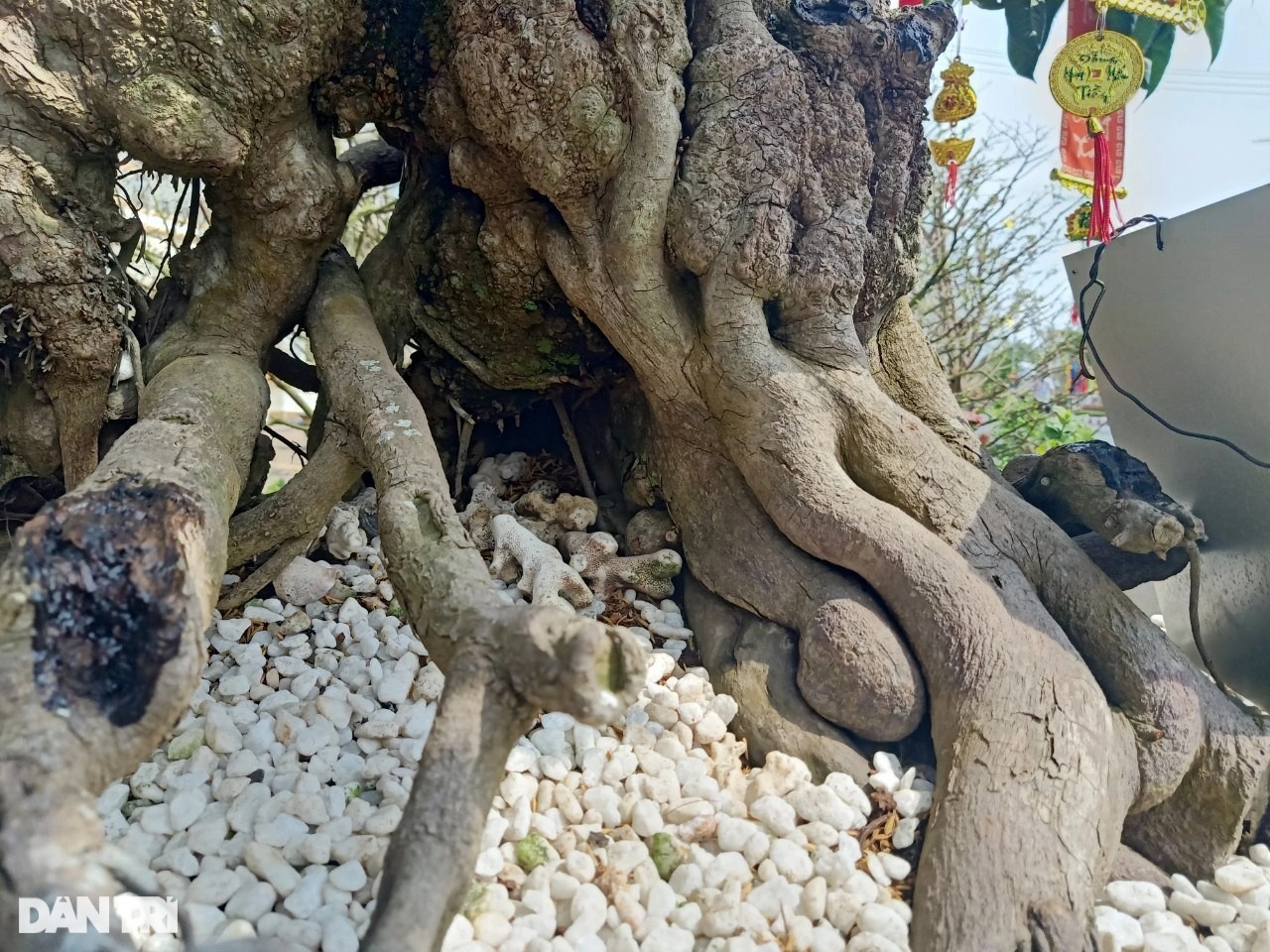 Cụ cây lêkima rao bán 5 tỷ đồng ở chợ hoa Tết xứ Công tử Bạc Liêu - 3 Cụ cây lêkima rao bán 5 tỷ đồng ở chợ hoa Tết xứ Công tử Bạc Liêu - 3