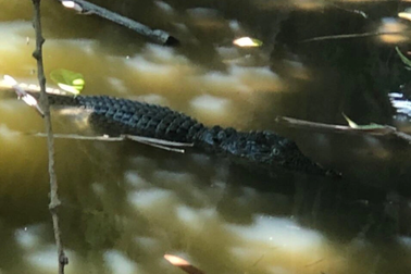 2 con cá sấu bất ngờ xuất hiện trong hồ cá của người dân