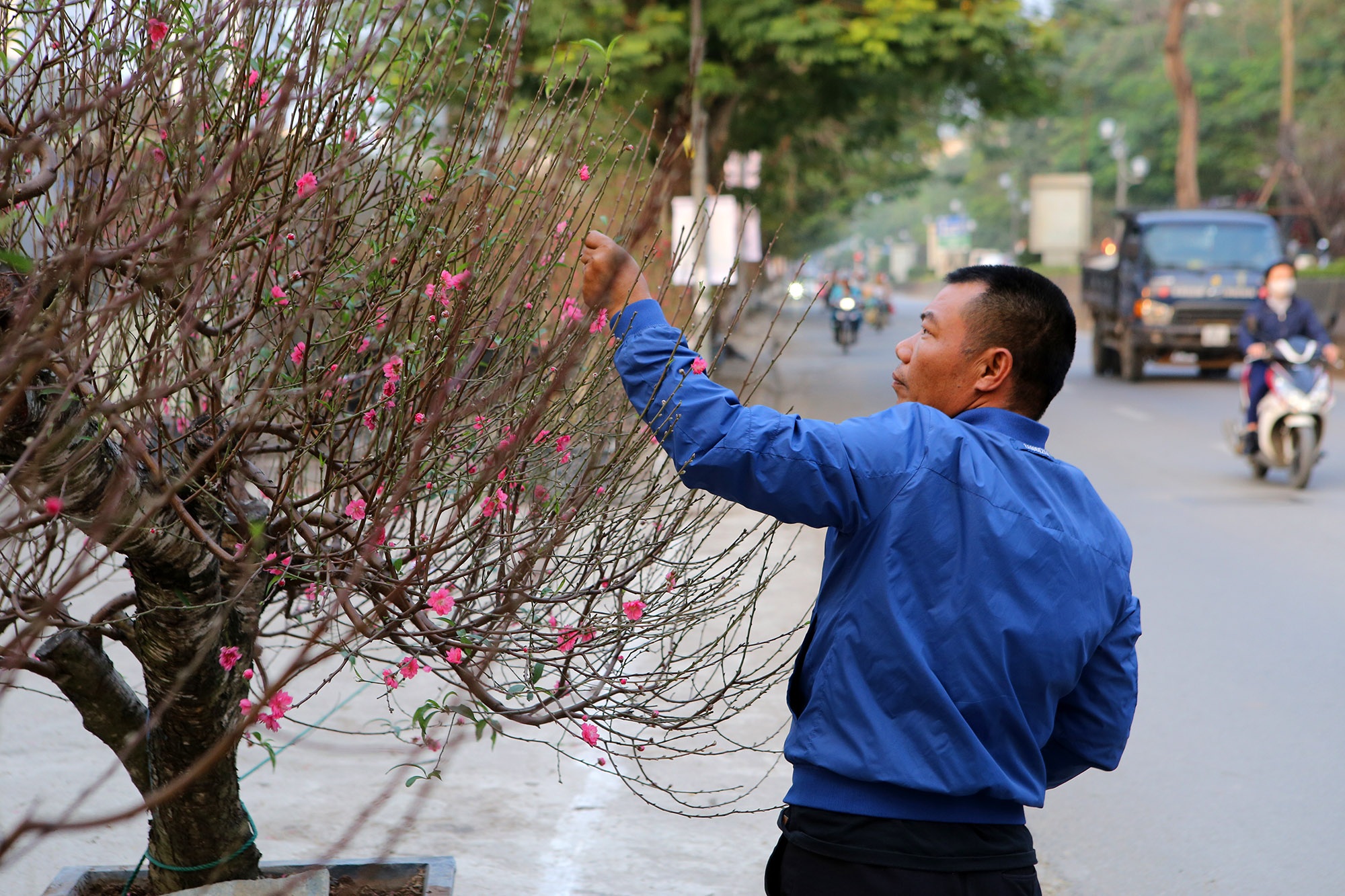 Cây đào gốc khủng giá hàng chục triệu đồng ra phố đón Tết Canh Tý - 2 Cây đào gốc khủng giá hàng chục triệu đồng ra phố đón Tết Canh Tý - 2