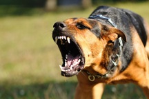 57 người chết oan vì bệnh dại