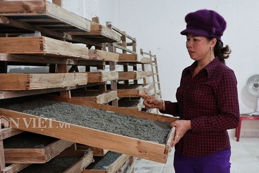 Do Covid-19, nghề nuôi tằm Lâm Đồng lao đao vì cạn trứng giống