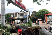 Lốc xoáy khiến hàng trăm cây xanh gãy đổ, nhiều ngôi nhà tốc mái