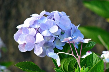 Loài hoa này mang tên em!