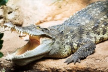 100 tấn cá sấu bán đấu giá khởi điểm 14 tỷ đồng không ai chốt đơn