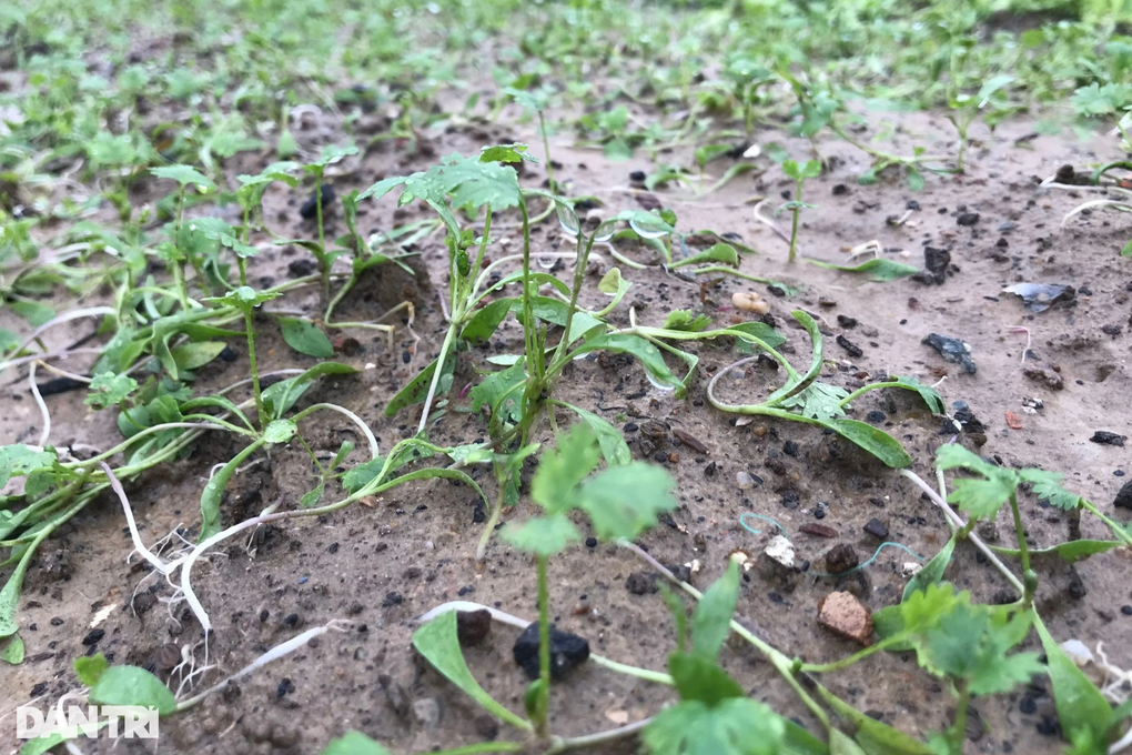 Người trồng rau màu nguy cơ mất trắng vì mưa lũ - 4 Người trồng rau màu nguy cơ mất trắng vì mưa lũ - 4