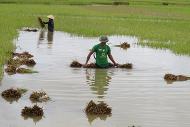Nông dân “méo mặt” vì hàng ngàn ha lúa đổ rạp, ngập úng