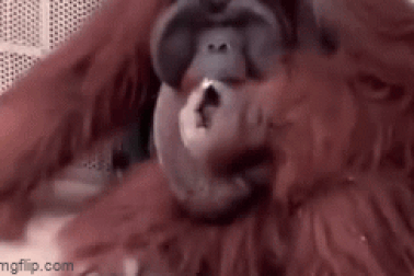 "Choáng" cảnh đười ươi trong sở thú hút thuốc lá như người