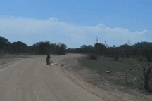 Lạc mẹ, lợn rừng con bị đại bàng lao xuống tấn công và giết chết