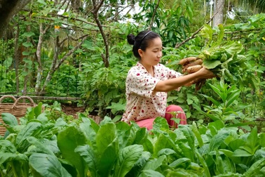 Tự trồng, thu hoạch và làm món củ cải trắng ngâm tương