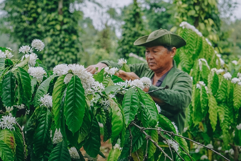 Tháng 2 về, hoa cà phê nở trắng núi rừng Tây Nguyên đẹp như cổ tích - 9