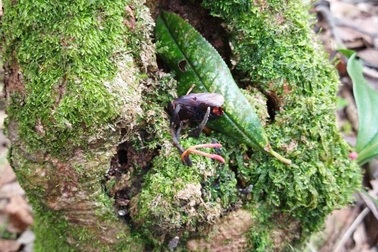 Phát hiện đông trùng hạ thảo bọ xít tại Vườn Quốc gia Hoàng Liên