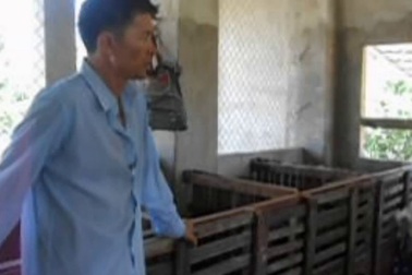 Clip trại nuôi dê của ông Liêm