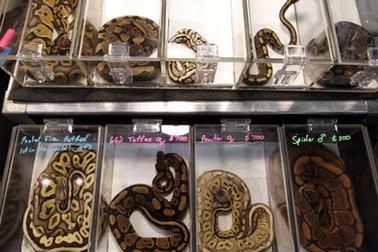 Tìm thấy 40 con trăn trong phòng khách sạn