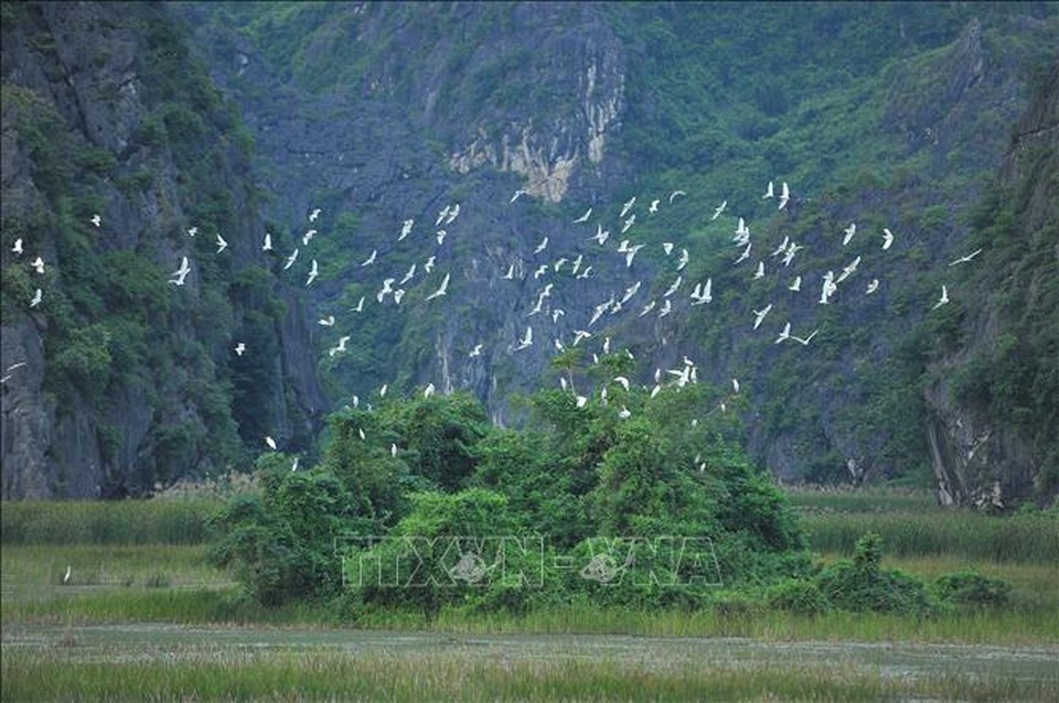 Mùa chim di trú trên đầm Vân Long, Ninh Bình - 1 Mùa chim di trú trên đầm Vân Long, Ninh Bình - 1