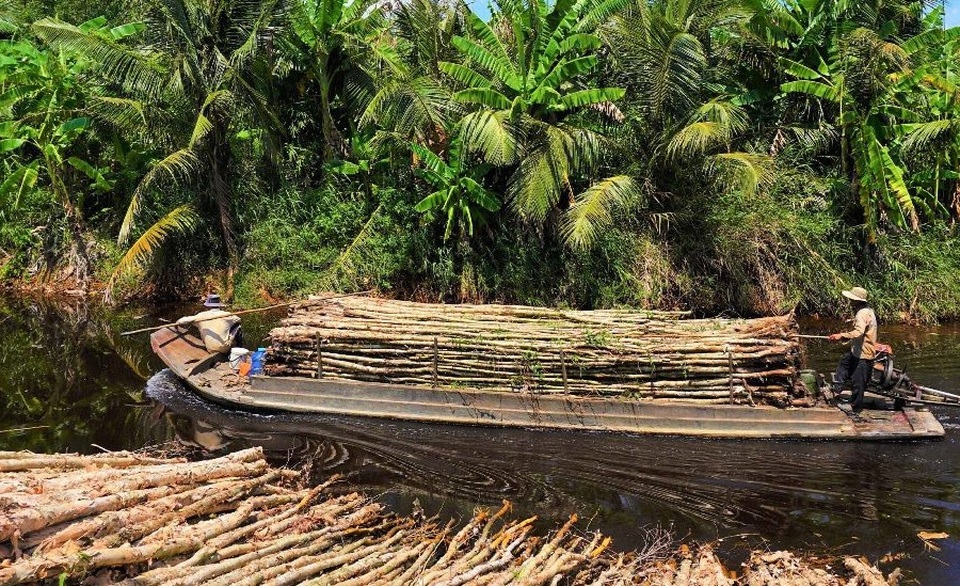Nhọc nhằn nghề vác tràm thuê - 4 Nhọc nhằn nghề vác tràm thuê - 4