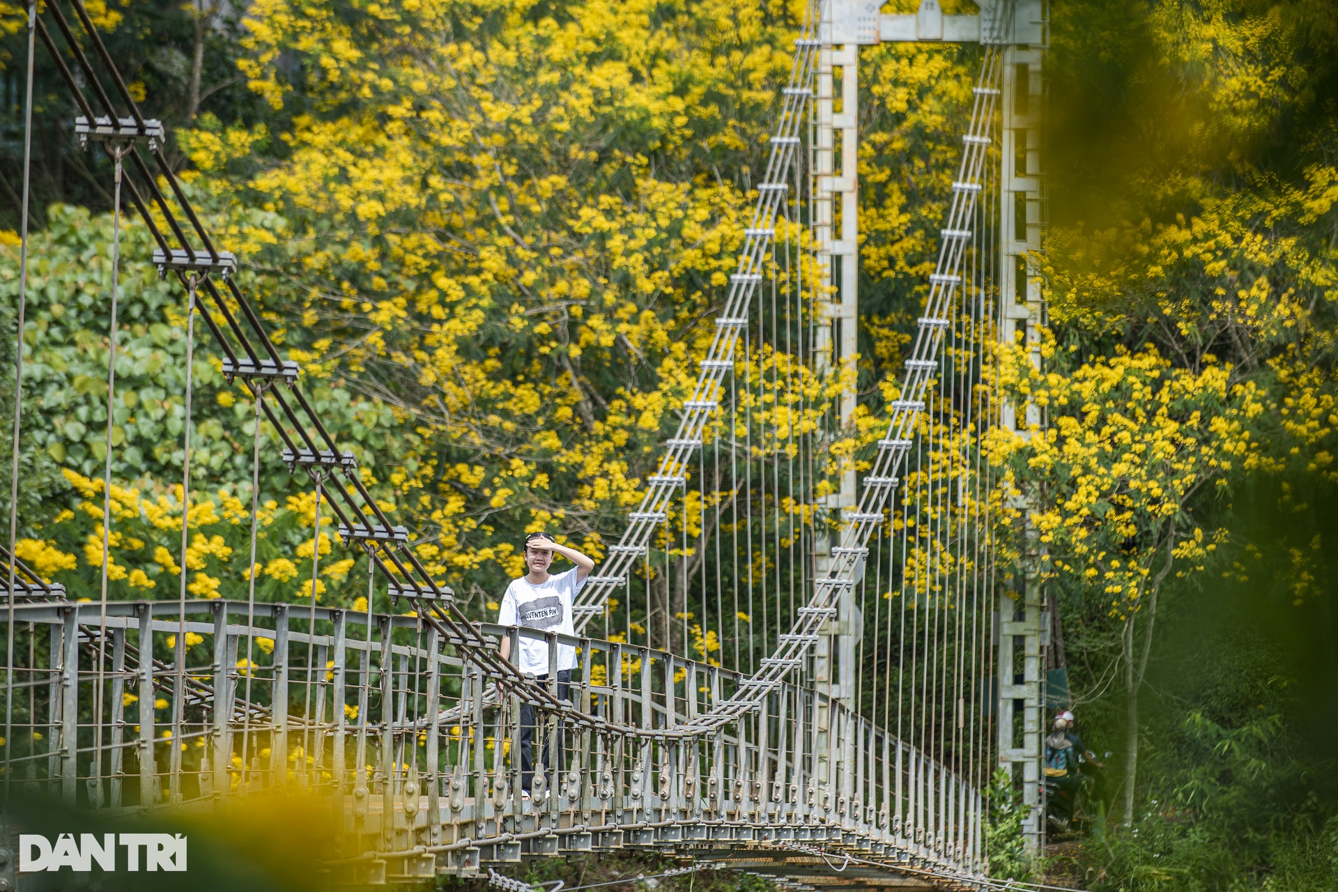 Yellow poinciana flowers bloom on both sides of the suspension bridge in Dak Nong - 4