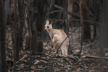 3 tỷ động vật khốn đốn do đại thảm họa cháy rừng ở Úc