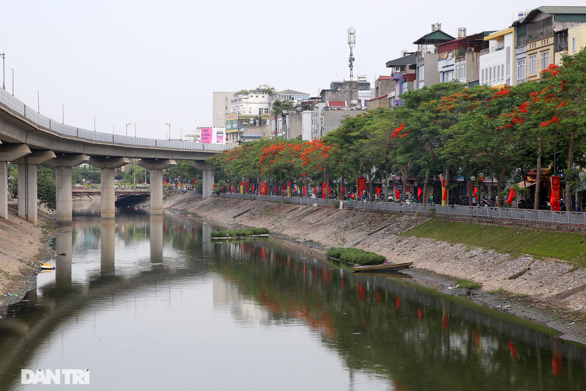 Mùa hoa phượng vĩ bắt đầu nở đẹp khắp phố phường Hà Nội - 14 Mùa hoa phượng vĩ bắt đầu nở đẹp khắp phố phường Hà Nội - 14