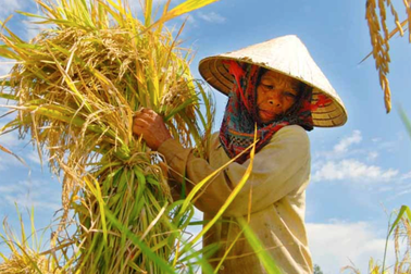 Nắng nóng kéo dài, giá gạo châu Á lập đỉnh