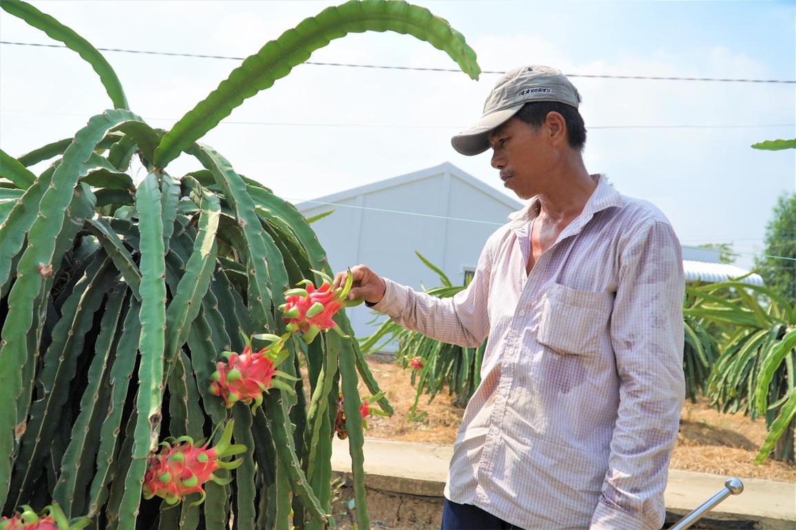 Bán 10 kg thanh long chưa mua nổi 1 tô phở, nông dân lo trắng tay - 8 Bán 10 kg thanh long chưa mua nổi 1 tô phở, nông dân lo trắng tay - 8