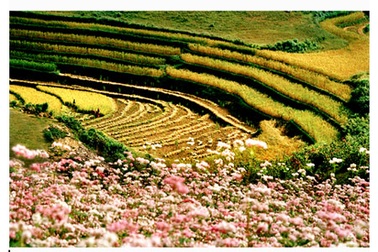 Màu sắc tươi đẹp trên những thửa ruộng bậc thang