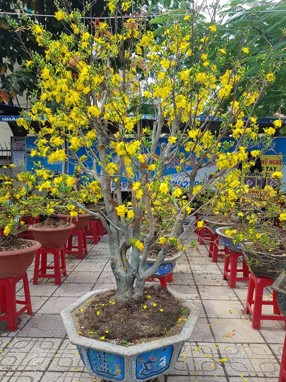 29 Tết: Mai vàng bung nở tung tóe, vừa bán vừa hạ giá chạy Tết - 4 29 Tết: Mai vàng bung nở tung tóe, vừa bán vừa hạ giá chạy Tết - 4