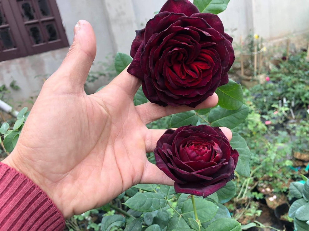 Chàng trai dành cả thanh xuân làm vườn hồng trăm gốc ở Hà Nội - 12 Chàng trai dành cả thanh xuân làm vườn hồng trăm gốc ở Hà Nội - 12
