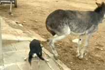 Chó hứng cú đá trời giáng khi tranh ăn với lừa