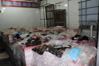 Hơn 1,6 tấn thịt trâu, bò bốc mùi "suýt" qua cửa ngõ Sài Gòn