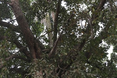 Kỳ lạ cây dừa mọc từ ngọn đa