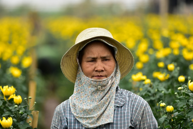 Người dân Tây Tựu rạng rỡ vì trúng vụ hoa cúc Rằm tháng Chạp - 8 Người dân Tây Tựu rạng rỡ vì trúng vụ hoa cúc Rằm tháng Chạp - 8