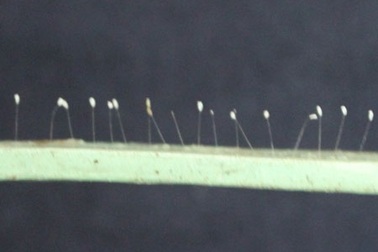 Lại phát hiện hoa “3.000 năm” nở trên cửa sắt nhà chùa  