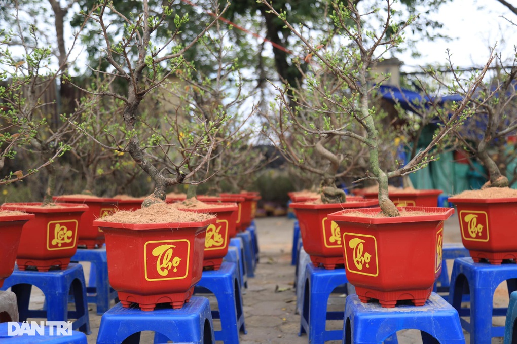 Mai vàng ngồi container 1.700km, tiểu thương thắp đèn sưởi ấm cây ở Hà Nội - 2