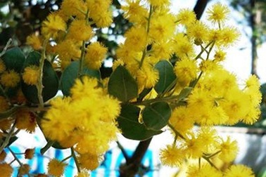 Miền ký ức - Mimosa