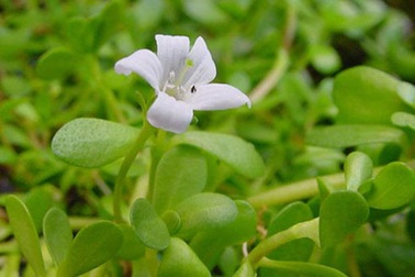 4 tác dụng kỳ diệu của cây Bacopa đối với sức khỏe
