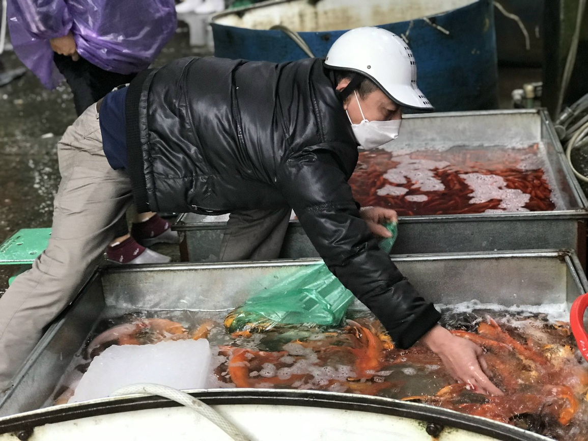 Vì sao giá cá chép cúng ông Táo năm nay rẻ hơn năm ngoái? - 7 Vì sao giá cá chép cúng ông Táo năm nay rẻ hơn năm ngoái? - 7