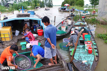Kỳ lạ phiên chợ lênh đênh giữa đồng, bán đặc sản "vạn người mê"