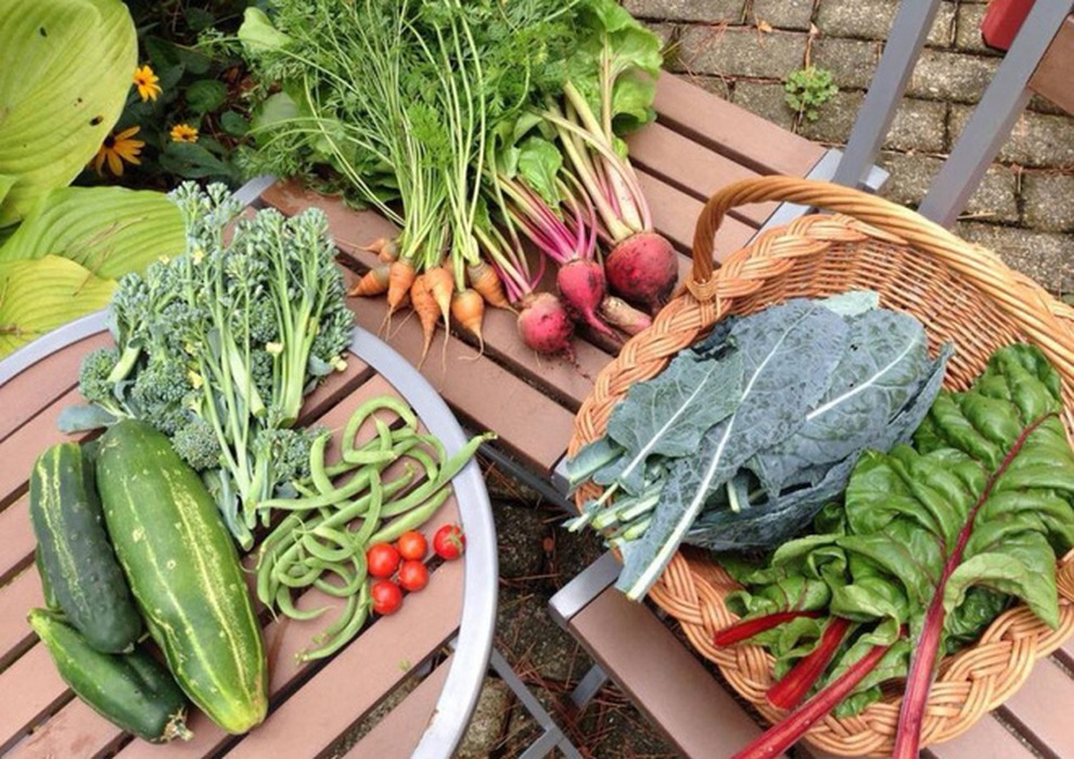 Nữ giáo viên nghỉ việc, làm vườn rau trái sạch chữa bệnh cho gia đình - 12 Nữ giáo viên nghỉ việc, làm vườn rau trái sạch chữa bệnh cho gia đình - 12