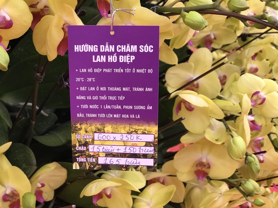 Bỏng tay với chậu lan Hồ điệp giá 165 triệu đồng cho đại gia chơi Tết - 3 Bỏng tay với chậu lan Hồ điệp giá 165 triệu đồng cho đại gia chơi Tết - 3