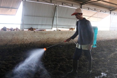 "Gã khùng" với dự định chia bò cho người quyết tâm thoát nghèo