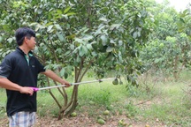 Chịu thất thu hàng trăm triệu đồng để “giữ sức” cho bưởi đặc sản